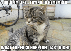 Hungover+Cat_e9b1f3_4294886